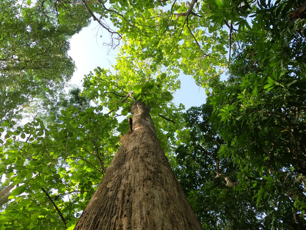 Burmese Teak vs. South American Teak