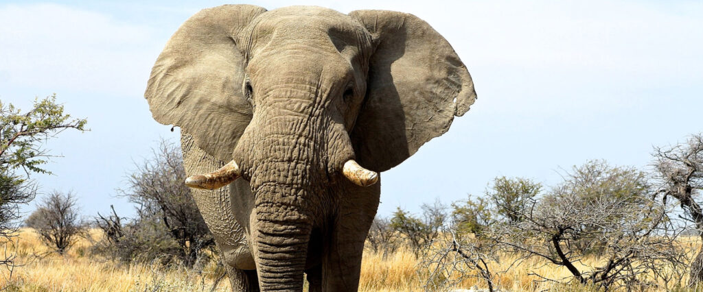 A majestic elephant standing gracefully in nature, symbolizing CG Outdoor’s strength, elegance, and lasting quality-Outdoor Furniture Supplier-custom garden furniture for hotels